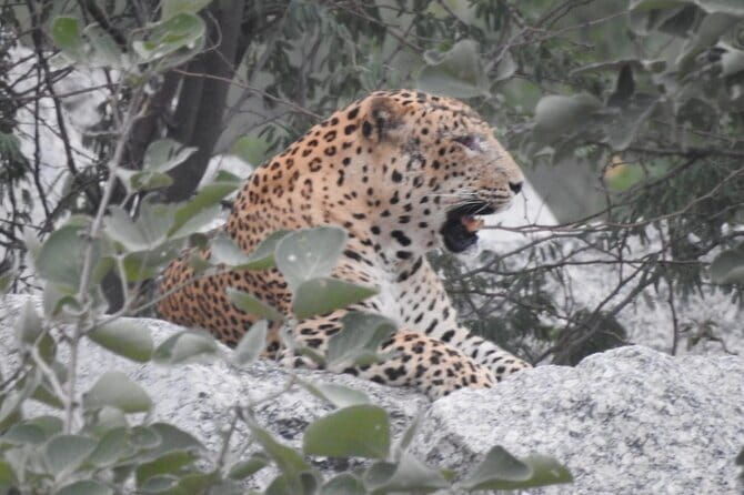 2 Days Safari Tour in Jawai and Jodphur - 2 Days Safari Tour in Jawai and Jodhpur