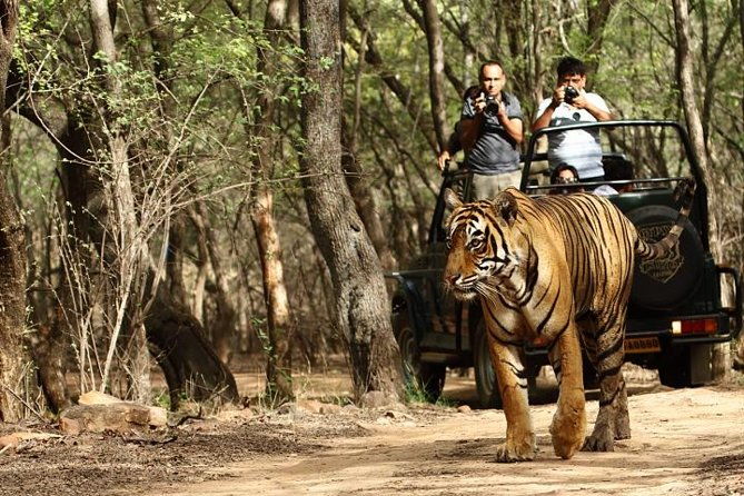 03 Days Private Wildlife Ranthambore Tiger Tour from Jaipur - What’s Included and What’s Not