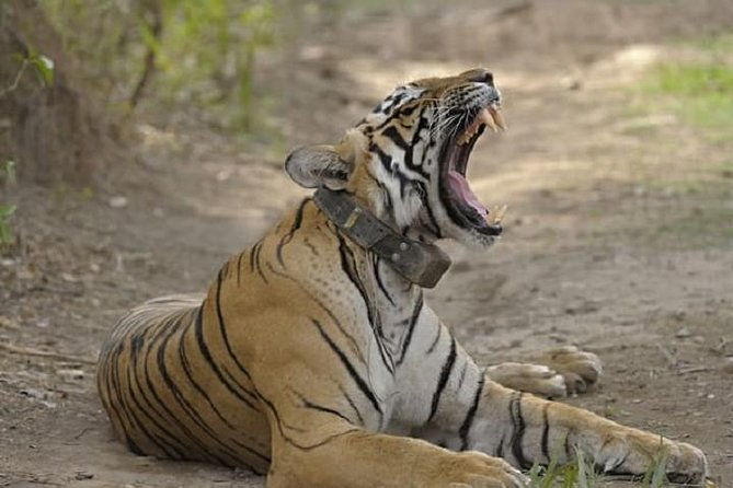 04 Days Ranthambore Tiger Tour With Agra & Jaipur By Car From Delhi - In-Depth Breakdown of the Tour