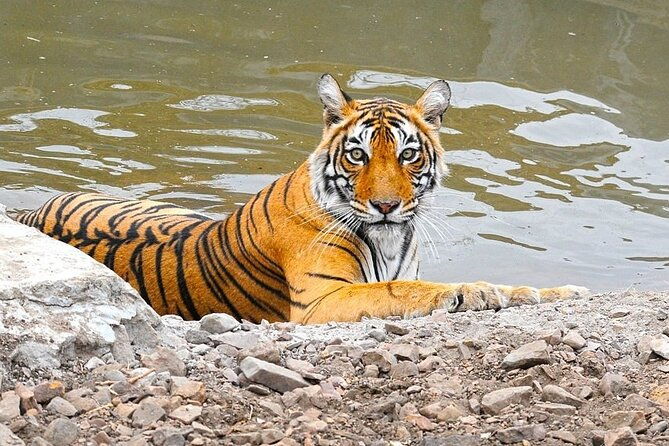 05 Days Golden Triangle Tour with Ranthambore Jungle Safari - What Makes This Tour Stand Out?