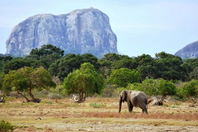 1 Day tour to Yala National Park or Udawalawe National Park - The Value and Who It’s Best For