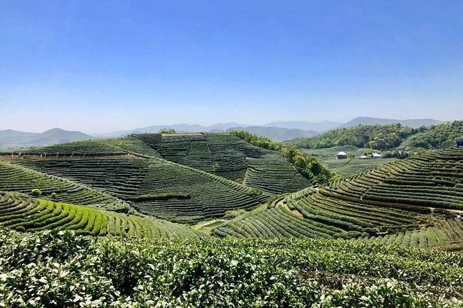 1-day Village Tea Picking, Roasting & Serving Guided Private Tour from Hangzhou - What Makes This Tour Stand Out?