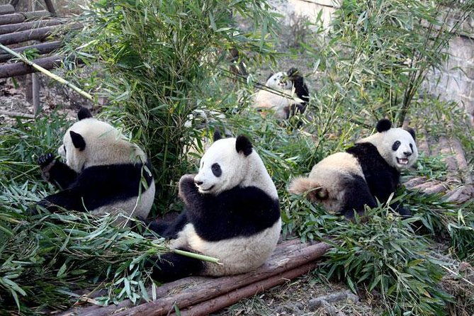 10-Day China Tour to Beijing, Xian, Chengdu and Shanghai - FAQ: Common Questions About This Tour