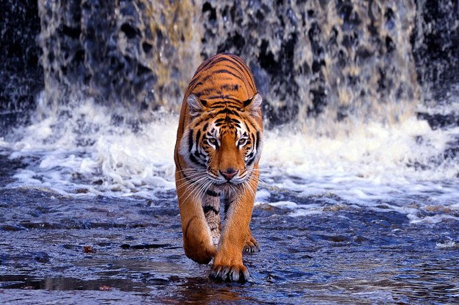 12 Day Classic Rajasthan Tour - Taj Mahal Tigers Lakes & Wildlife - FAQs