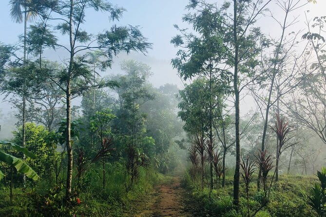 12 Hours Private Munnar Tour from Kochi - Who Would Love This Tour?