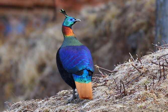 15-Day Bird Watching and Cultural Tour in Bhutan - Cost and Value