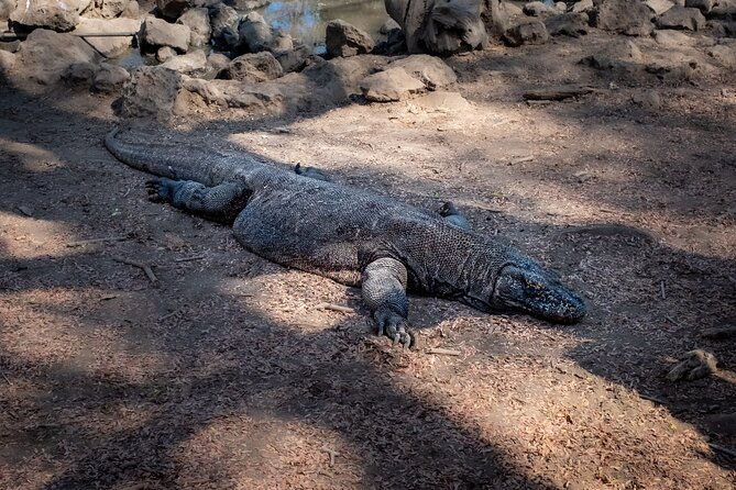 2-Day Komodo National Park and Rinca Island Wildlife Adventure from Bali - What the Experience Feels Like