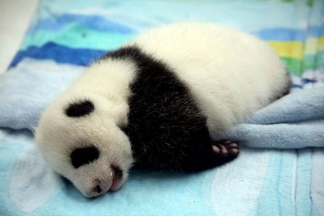 2-Day Private Chengdu Panda Tour - Why This Tour Offers Real Value