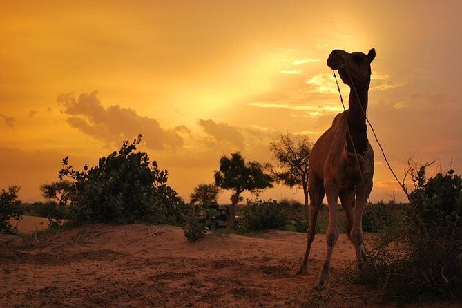2 Days-1 Night Camel Tour - Who Should Consider This Tour?