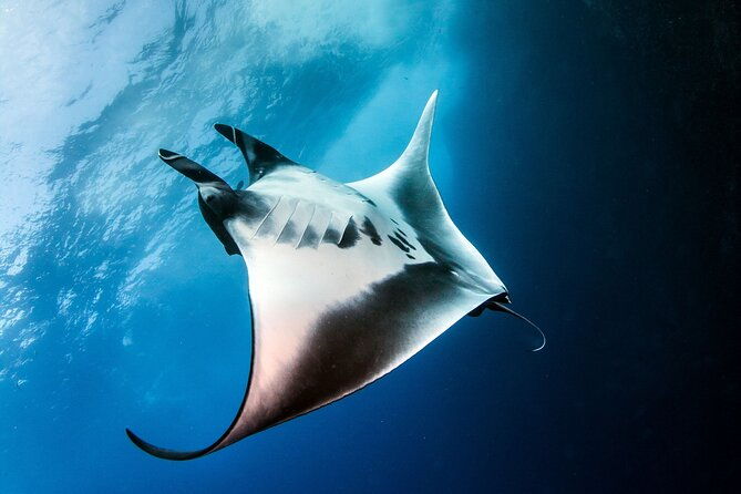 2 Days/1N Trip - Snorkeling with Manta Rays in Lembongan/Penida (all included) - Who Should Consider This Tour?