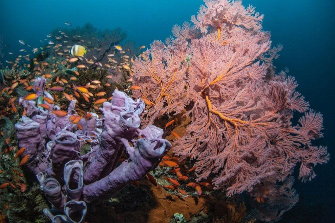 2 Days Discover Scuba Diving in Nusa Lembongan - Scuba Initiation - The Itinerary Breakdown
