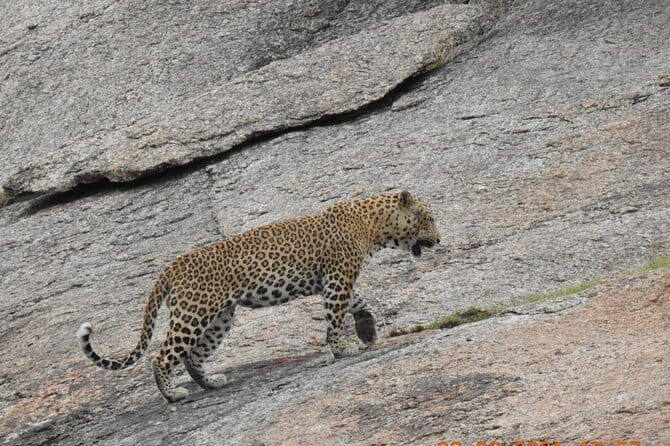 2 Days Safari Tour in Jawai and Jodphur - An In-Depth Look at the 2-Day Safari Experience