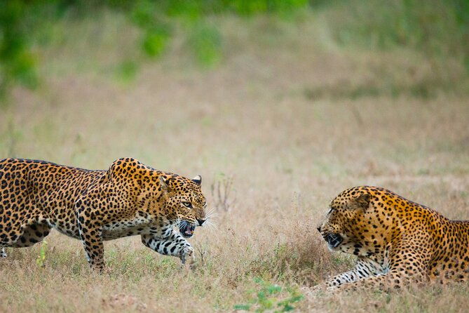 2 Days Tour To Bentota Galle & Yala From Colombo - In-Depth Itinerary Breakdown