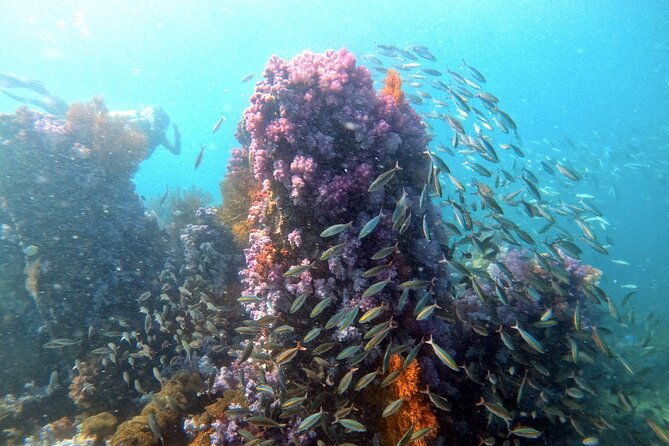 2 Fun Divers for Certified Divers in Thailand - What to Expect From the Tour