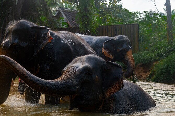 2-Hour Guided Eco-Tour & Transfer to Khaolak Elephant Sanctuary - Overview of the 2-Hour Guided Eco-Tour