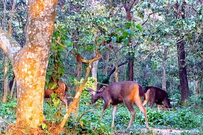 2 Night 3 Days Chitwan Jungle Safari Tour from Kathmandu - Deep Dive into the Experience