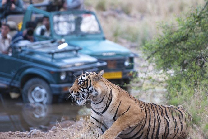 2-Night Private Ranthambore National Park and Wildlife Tour from Delhi - A Deep Dive into the Ranthambore Experience
