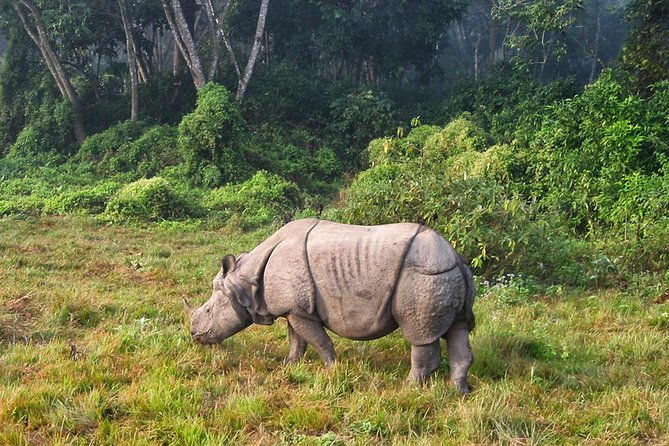 2 Nights Chitwan Luxury Tour from Kathmandu or Pokhara - Practical Details and Tips