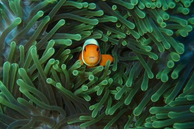 2 or 3 dives in Nusa Lembongan and Penida, for certified diver (in Lembongan) - What Makes This Tour Stand Out