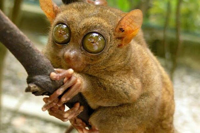 2025 Tarsier, Waterfalls & Chocolate Hills Tour - FAQ