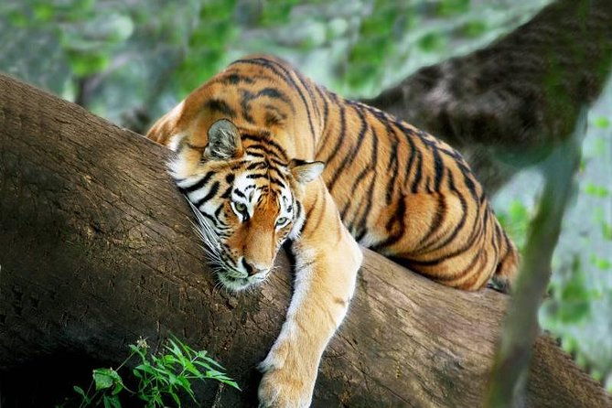 3-Day All Inclusive Chitwan Jungle Safari Tour From Kathmandu - What to Expect from the Chitwan Jungle Safari Tour