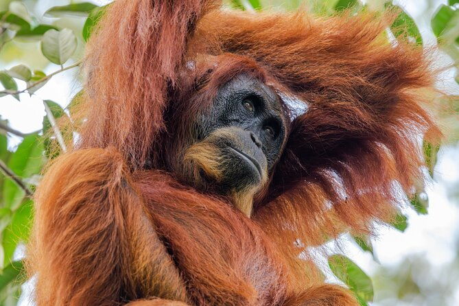 3-Day Ethical Orangutan Jungle Trek | Bukit Lawang, Sumatra - Guides, Food, and Group Size: What Makes It Special