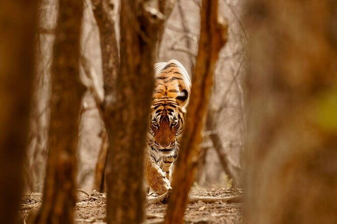 3-Day Private Ranthambhore Tiger Tour Including Delhi, Agra, Jaipur - Practical Considerations