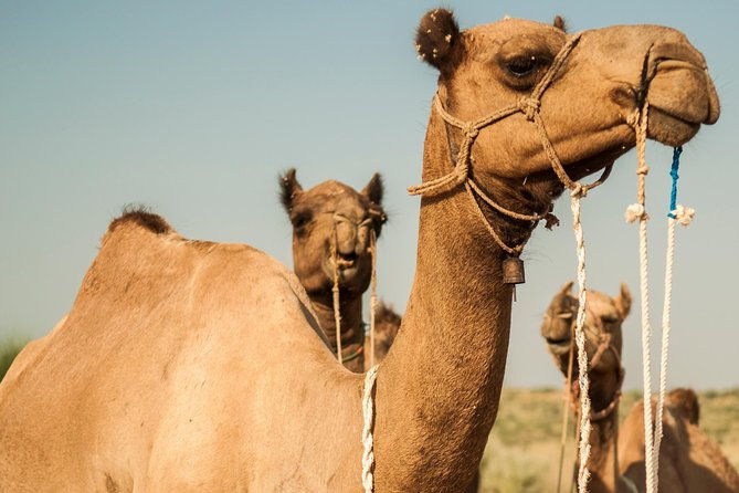 3 Days / 2 Nights Camel Safari - Transportation & Comfort: What You Need to Know