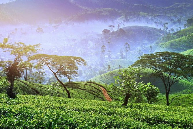 3 Days Tour of Ella, Nuwara Eliya and Haputale - The Experience from the Reviews: What Travelers Say