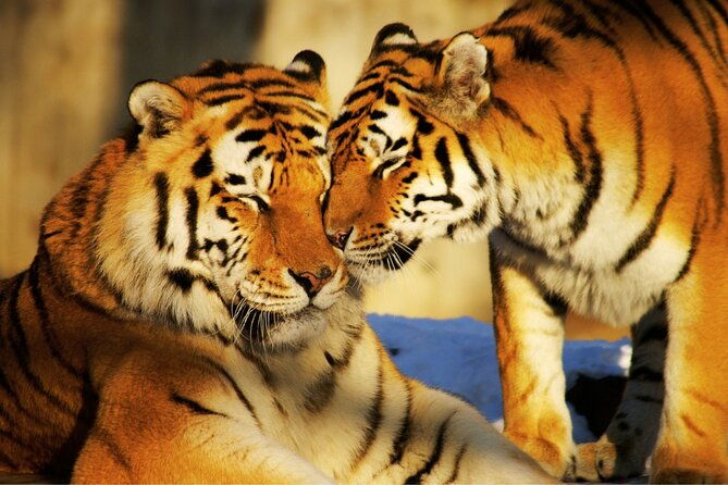 4 Day Golden Triangle Tour With Ranthambore Tiger Safari India - What Makes This Tour Stand Out?