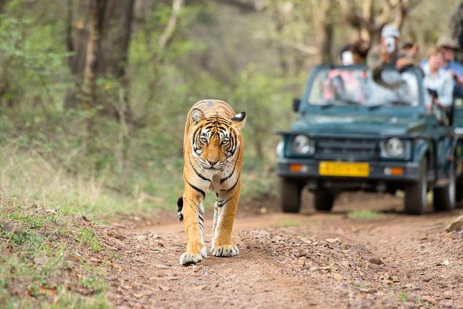 4 Day Golden Triangle Tour with Ranthambore Tiger Safari - Transportation, Guides, and Overall Experience