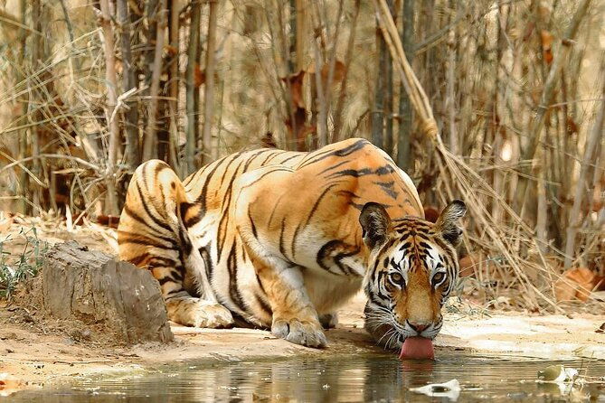 4-Day Private Delhi, Agra & Jaipur with Ranthambore Tiger Safari - What Does This Tour Offer in Terms of Value?