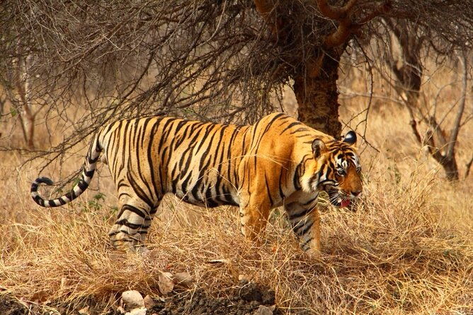 4-Day Private Ranthambhore Tiger Tour Including Delhi, Agra and Jaipur - Why This Tour Offers Great Value