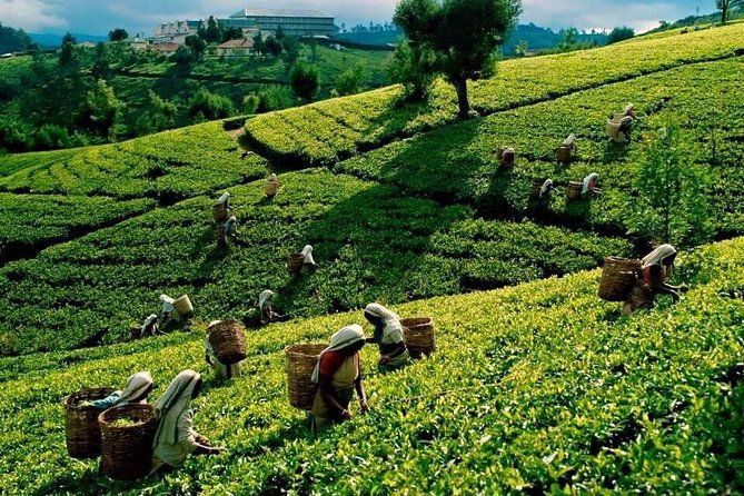 4 Days Essence Of Sri Lanka - Final Thoughts