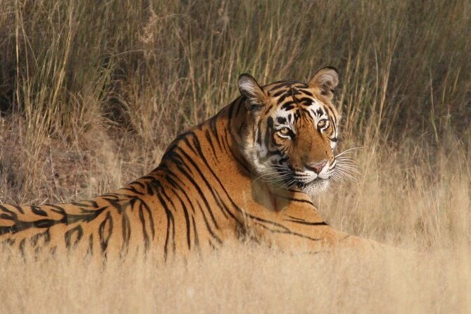 4 Days: Jaipur, Ranthambore Tigers & Taj Mahal Tour From Jaipur With Delhi Drop - A Deep Dive into the Itinerary