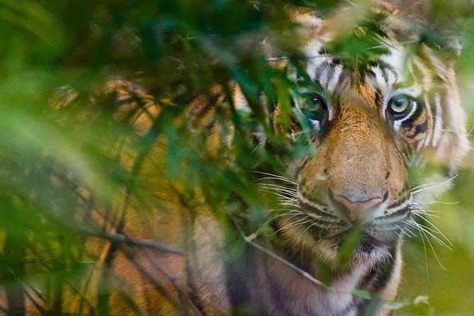 5 Days Golden Triangle Tour and Ranthambore Wildlife Safari - Who This Tour Is Best For