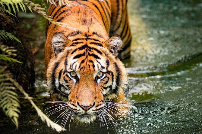 5 Days Golden Triangle with Ranthambore (Delhi Agra Jaipur Ranthambore Tour) - Who Should Consider This Tour?