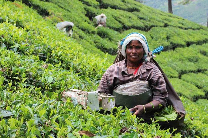 5 Days Private Kerala Tour Package by Saffron India Tours - What Does the Tour Really Offer?