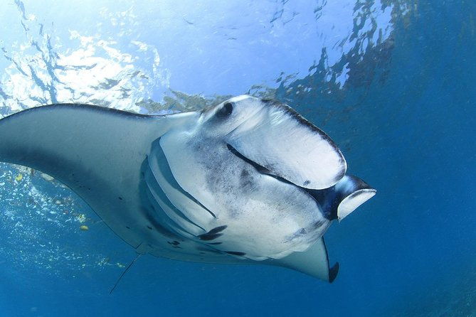 5 Fun Dives in Nusa Lembongan (for certified divers) - Swim with a Mola Mola - Why This Tour Offers Excellent Value