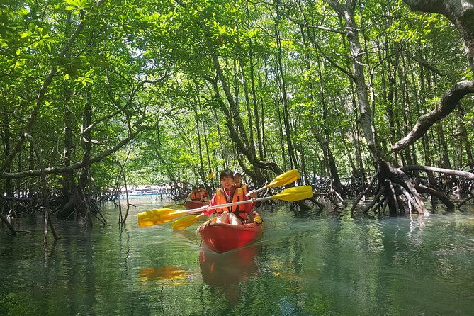 5 Hours Sharing Basis Kilim Mangrove Kayaking Tour - A Detailed Look at the Kilim Mangrove Kayaking Tour