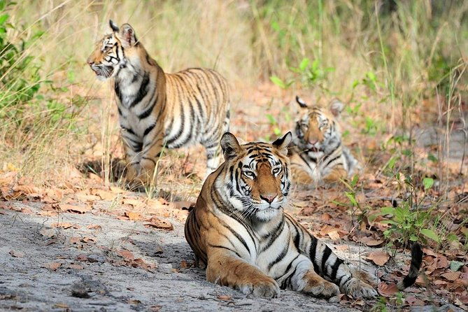 6 Day Private Tour of Taj with Glimpse of Tiger & Culture of Rajasthan - The Practical Side: Whats Included and Whats Not