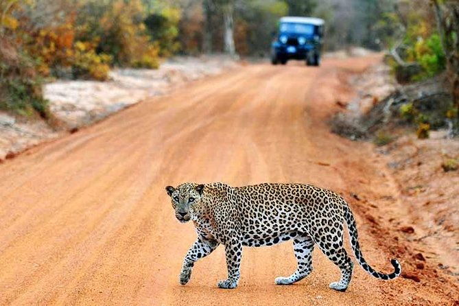 6 Day Round Tour in Sri Lanka With Chauffeur - Practical Considerations: Cost, Comfort, and Customization