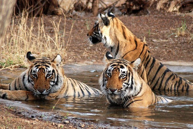 6 Days Golden Triangle Tour with Ranthambore: Delhi Agra Jaipur Ranthambore Tour - In-Depth Look at the Itinerary