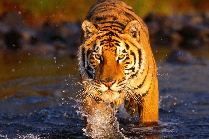 7 Day Golden Triangle with Ranthambore Tigers Taj Sunrise/Sunset - The Sum Up