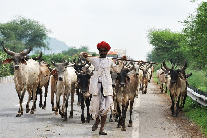 7 Day Golden Triangle with Udaipur-Delhi Agra Jaipur Udaipur Tour - FAQs