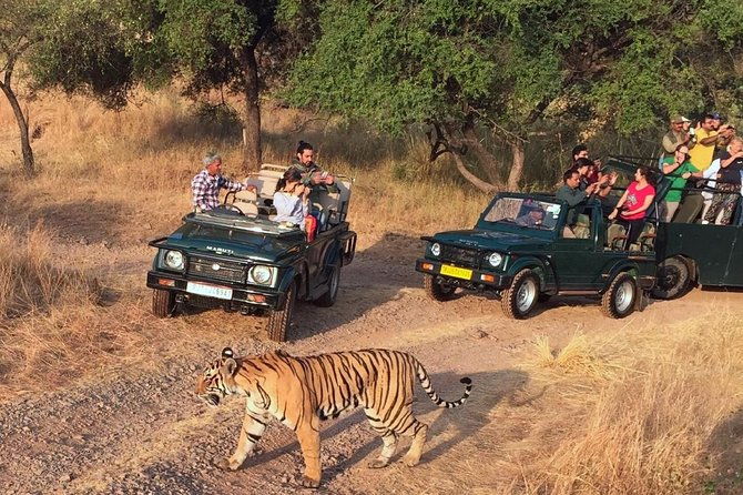 7-Days Golden Triangle with Ranthambore National park tour - Who Should Consider This Tour