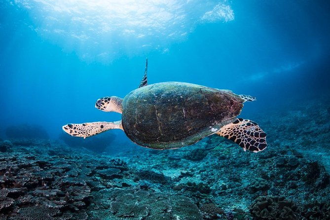 7 Fun Dives in Nusa Lembongan (for certified divers) - Premium Value Package - The Practical Side: Equipment, Facilities, and Cost