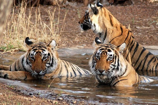 8-Day Private Golden Triangle Tour with a Ranthambore Wildlife Safari - Why This Tour Offers Great Value