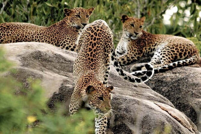 8 Days/ 7 Nights - Sri Lankas Culture Wildlife and Beaches - Who Will Benefit Most?