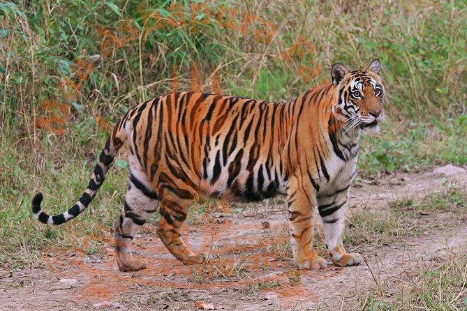 8 Days Private Golden Triangle Tour with Ranthambore Tiger Safari - Who Is This Tour Best For?